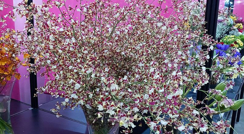 文心蘭 雪櫻紅 實拍圖片2