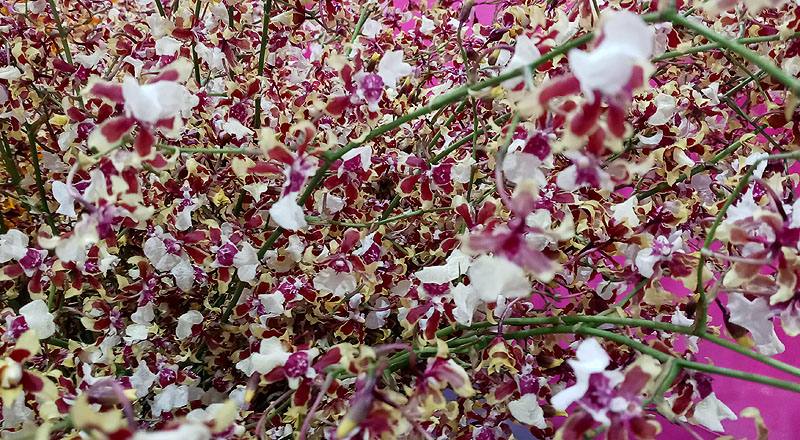 文心蘭 雪櫻紅 實拍圖片5