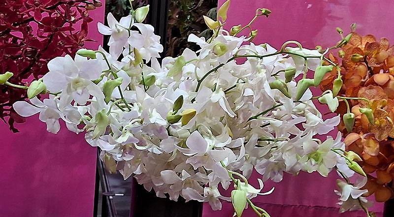 蘭花白花材實拍圖