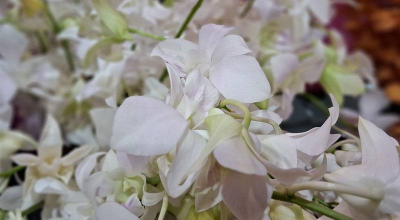 石斛蘭 白 實拍圖片7