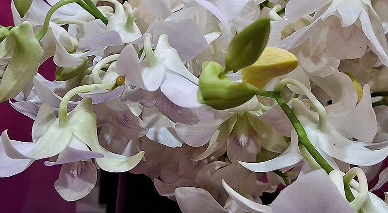 石斛蘭 白 實拍圖片3