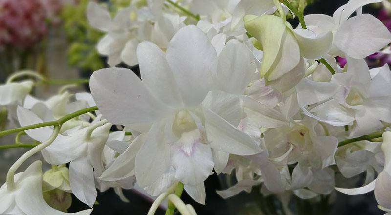 石斛蘭 白 實拍圖片10