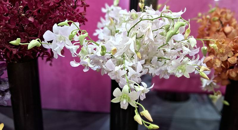 石斛蘭 白 實拍圖片5