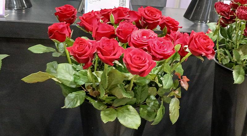 玫瑰翡翠紅花材實拍圖