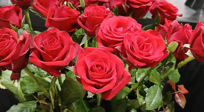 玫瑰 翡翠紅 實拍圖片4