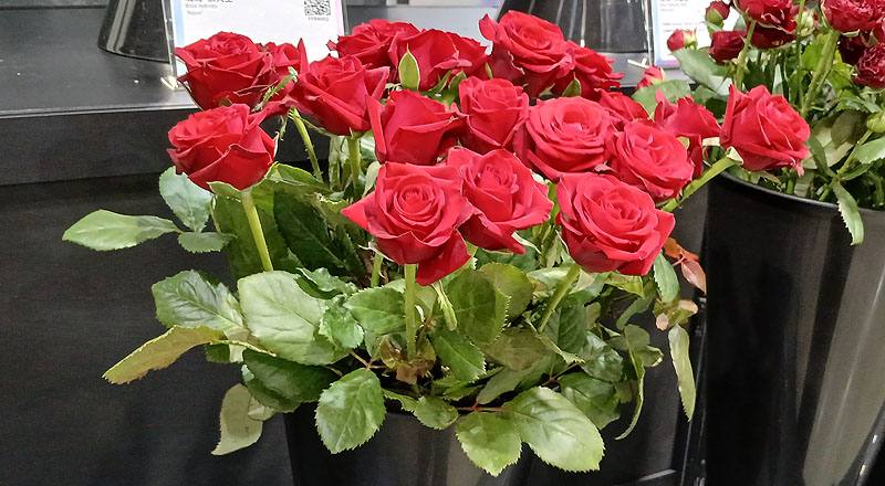 玫瑰 翡翠紅 實拍圖片2