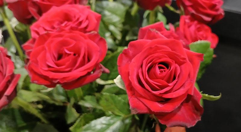 玫瑰 翡翠紅 實拍圖片3