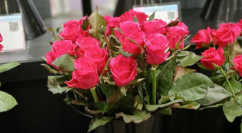 玫瑰卡門花材實拍圖