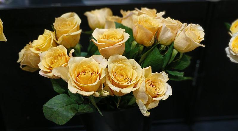 玫瑰馬卡龍花材實拍圖