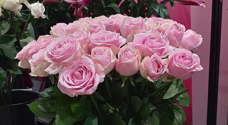 玫瑰翡翠粉花材實拍圖