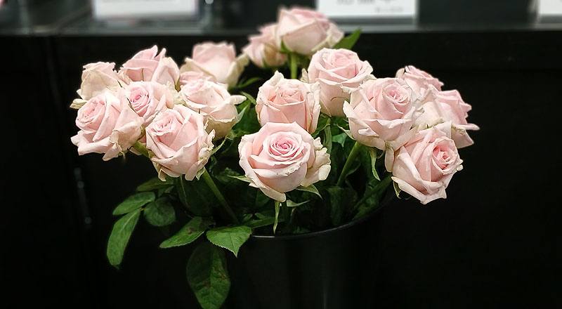 玫瑰維納斯花材實拍圖