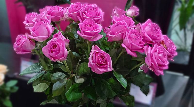 玫瑰紫天王花材實拍圖