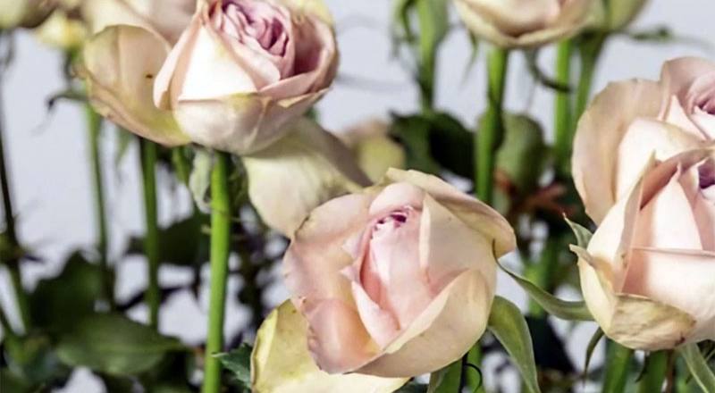 玫瑰拿鐵花材實拍圖