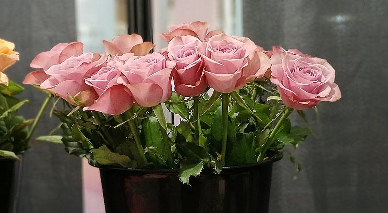 玫瑰蒙馬特花材實拍圖