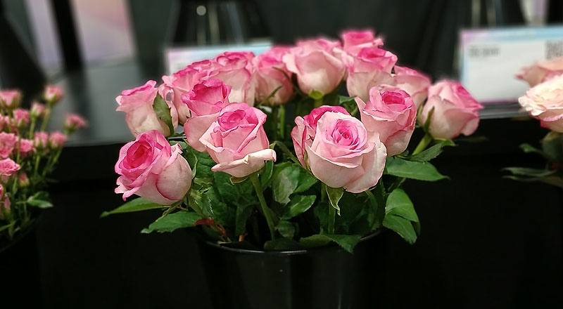 玫瑰山中傳奇花材實拍圖