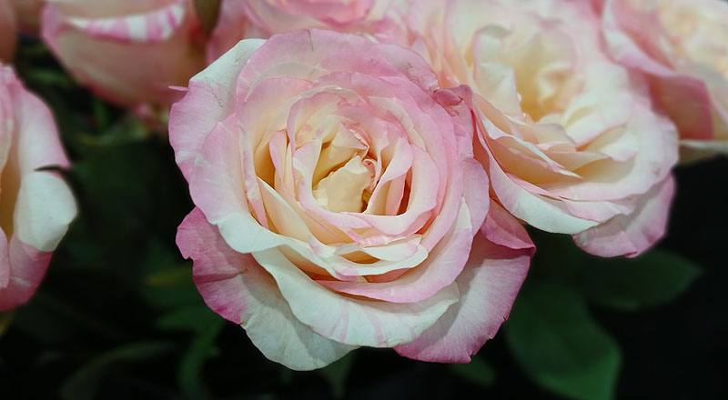 玫瑰 愛麗絲 實拍圖片10