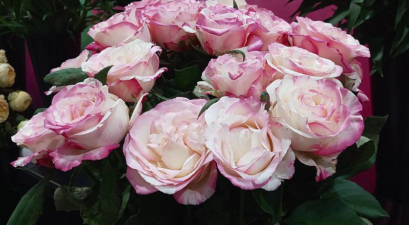 玫瑰 愛麗絲 實拍圖片3