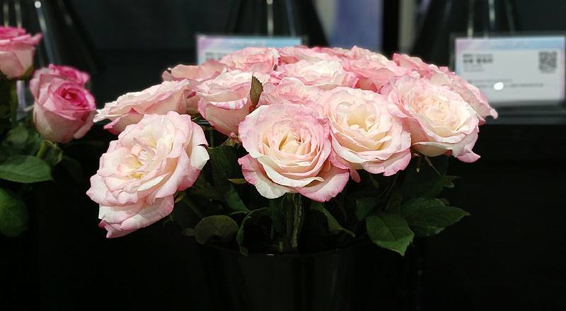 玫瑰 愛麗絲 實拍圖片7