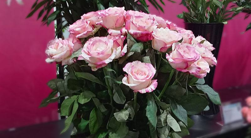 玫瑰愛麗絲花材實拍圖