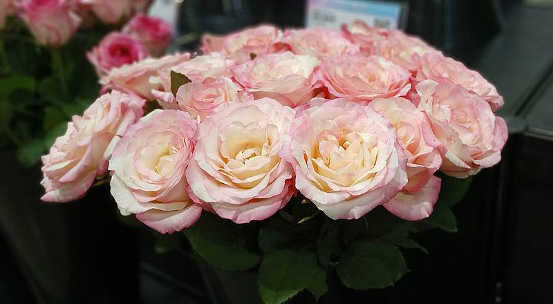 玫瑰 愛麗絲 實拍圖片9