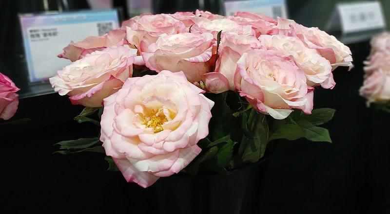 玫瑰 愛麗絲 實拍圖片8