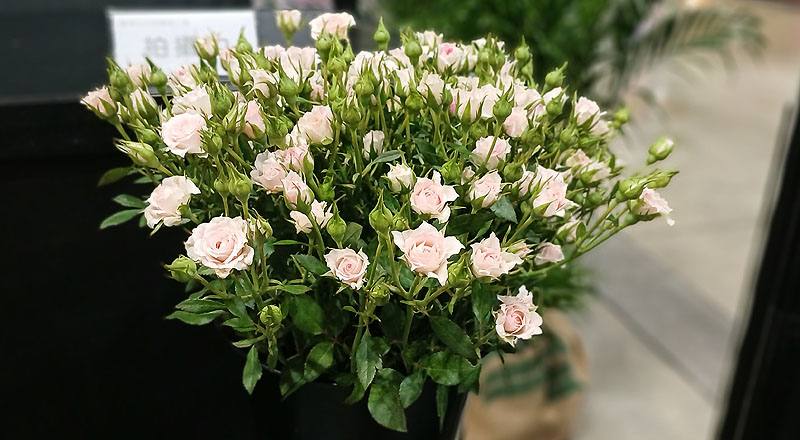 玫瑰多朵粉花材實拍圖