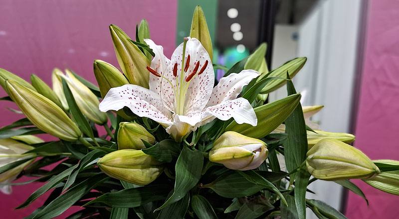 水晶香水 實拍圖片3