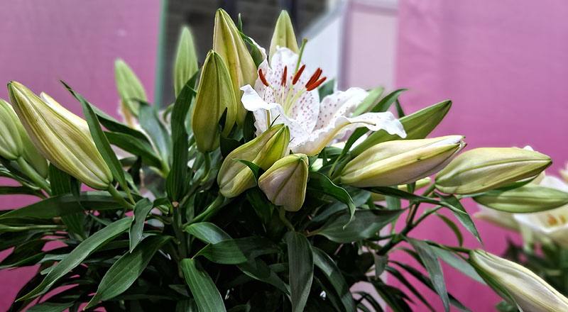 水晶香水 實拍圖片2