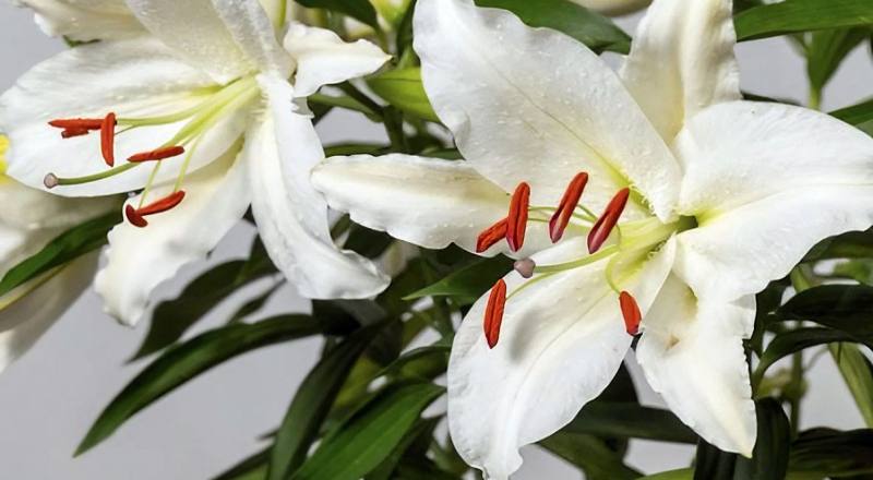 水晶香水 實拍圖片5