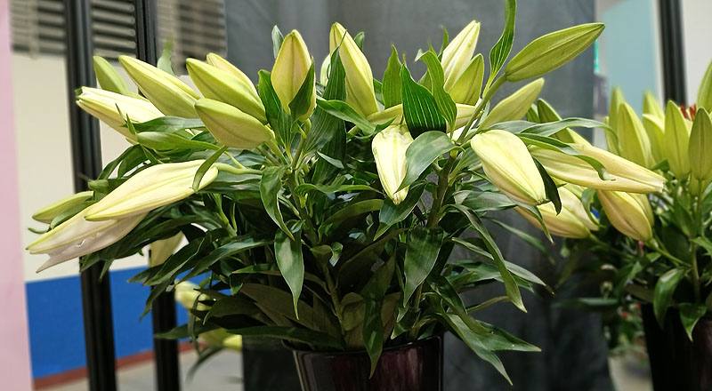 百合花單朵花材實拍圖