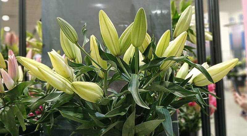 百合花三朵花材實拍圖