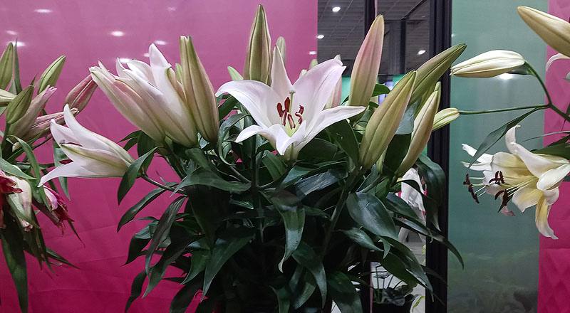 百合花節奏舞者花材實拍圖