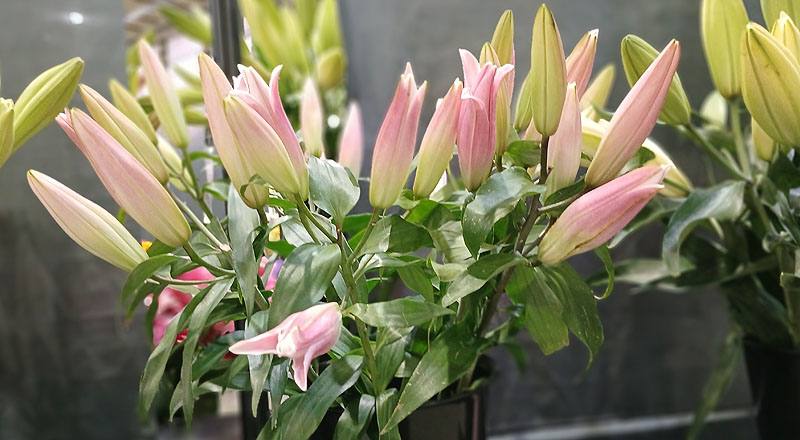 百合花節奏舞者二朵花材實拍圖