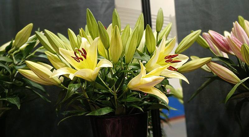 百合花貝維爾多朵花材實拍圖