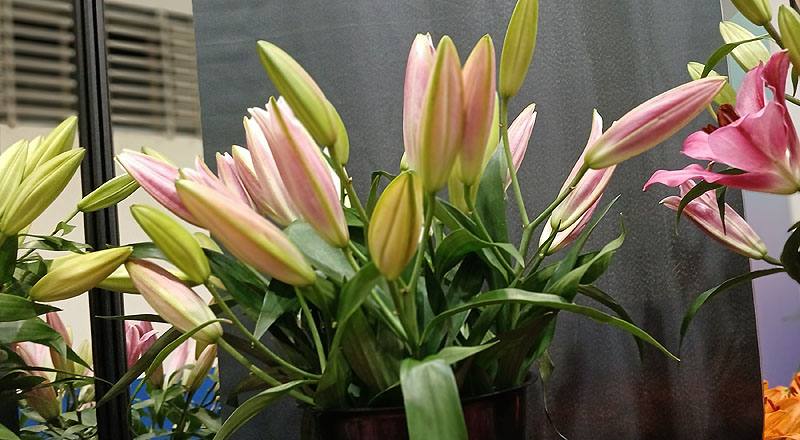 OT大連 實拍圖片7