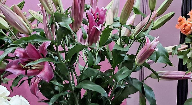 百合花OT帕雷諾花材實拍圖