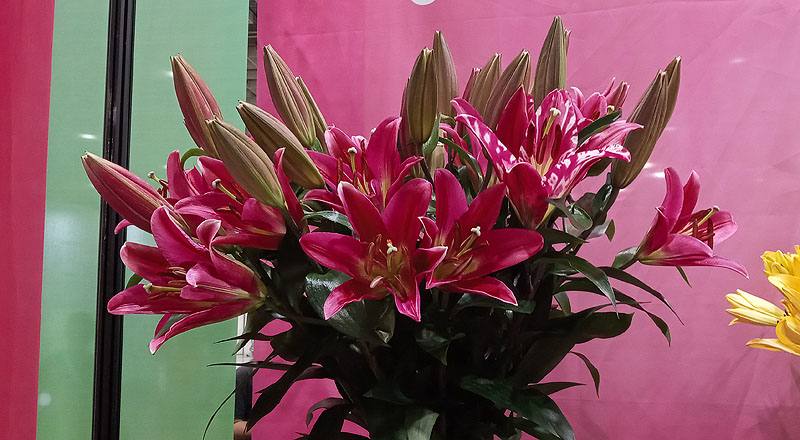 百合花OT試金石花材實拍圖