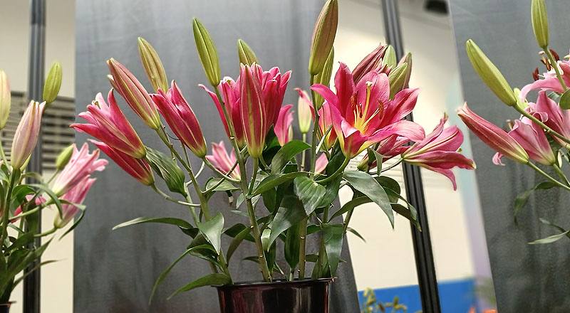 百合花三朵花材實拍圖