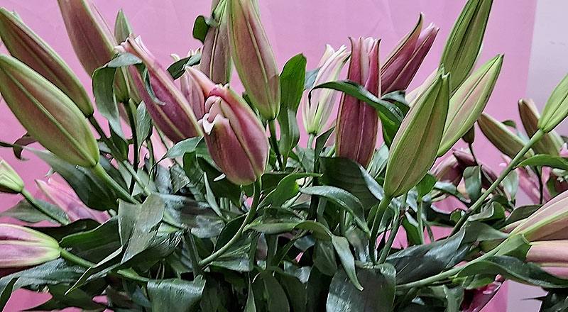 百合花OT紅福特花材實拍圖