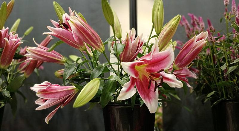 百合花雙朵花材實拍圖