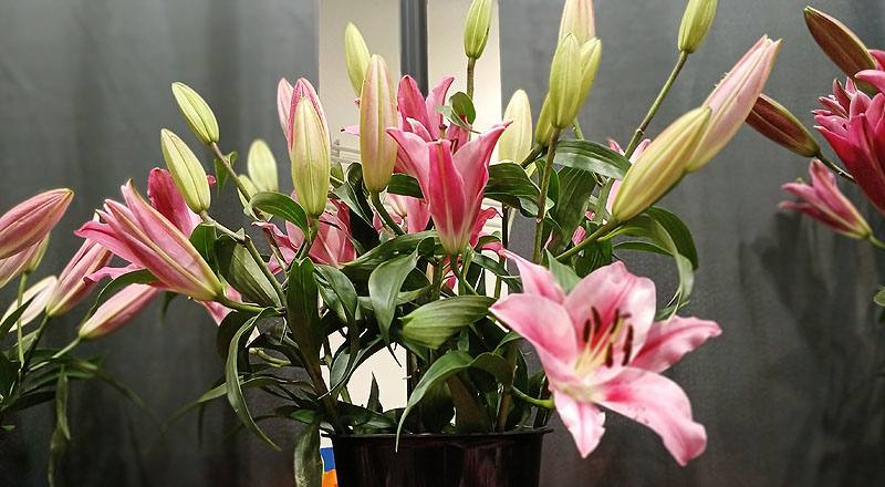 百合花美麗果多朵花材實拍圖