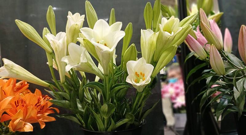 百合花雷山一號雙朵花材實拍圖