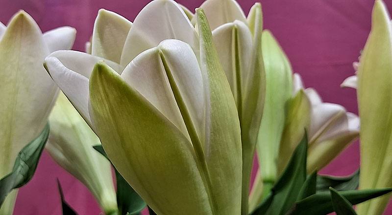 鐵砲百合 月光女神 實拍圖片4