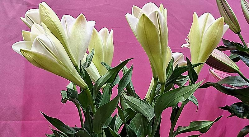 鐵砲百合 月光女神 實拍圖片1