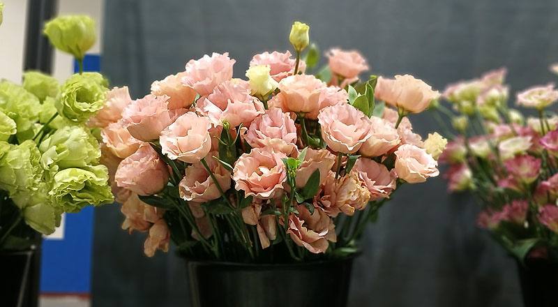 桔梗花小夏橘花材實拍圖