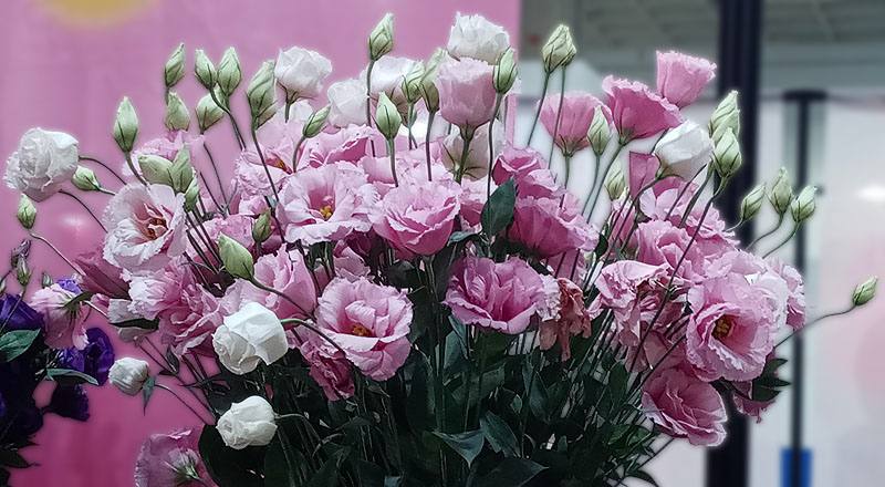 桔梗花順風粉花材實拍圖