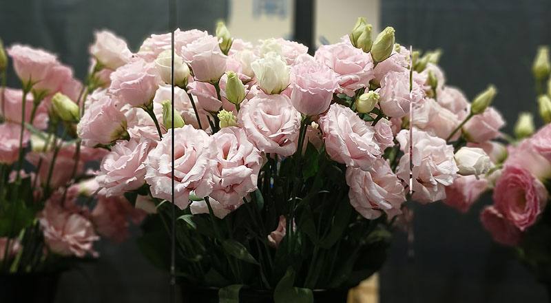 桔梗花雙瓣粉花材實拍圖