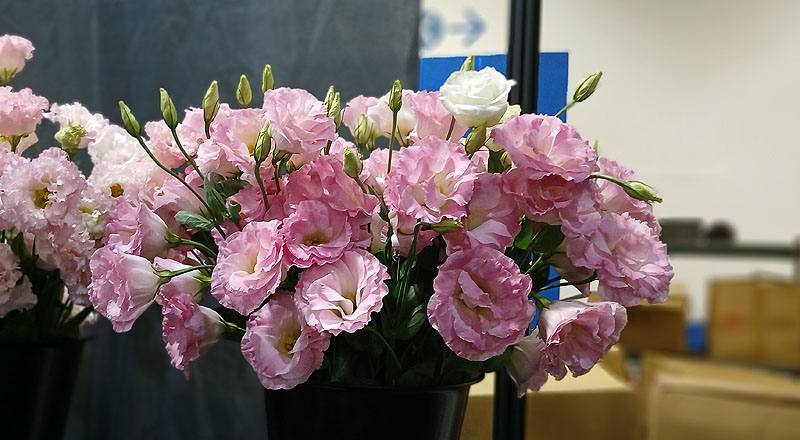 桔梗花艾瑞娜彩粉花材實拍圖