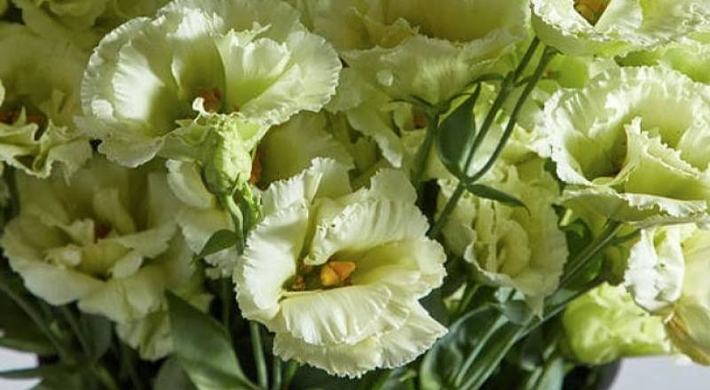 桔梗花順風綠花材實拍圖