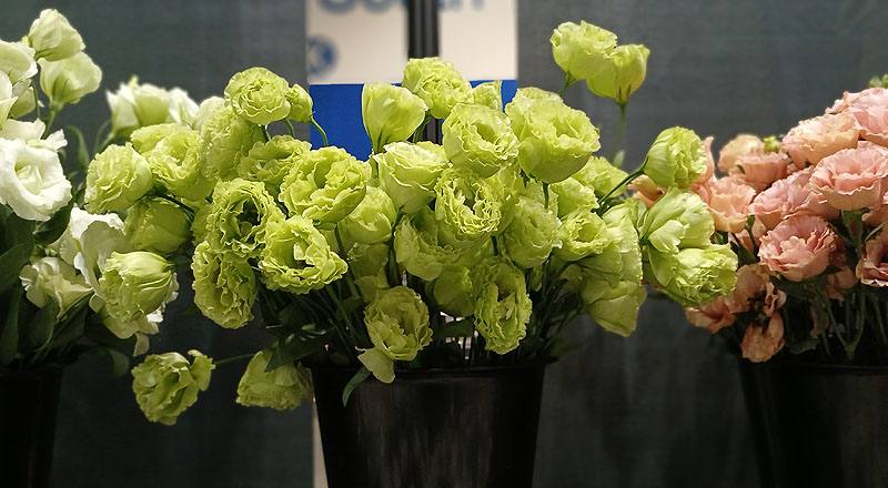 桔梗花琥珀綠花材實拍圖